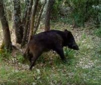 Jabalí Rascándose en árbol 