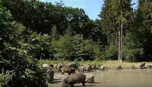 Jabalies en Río